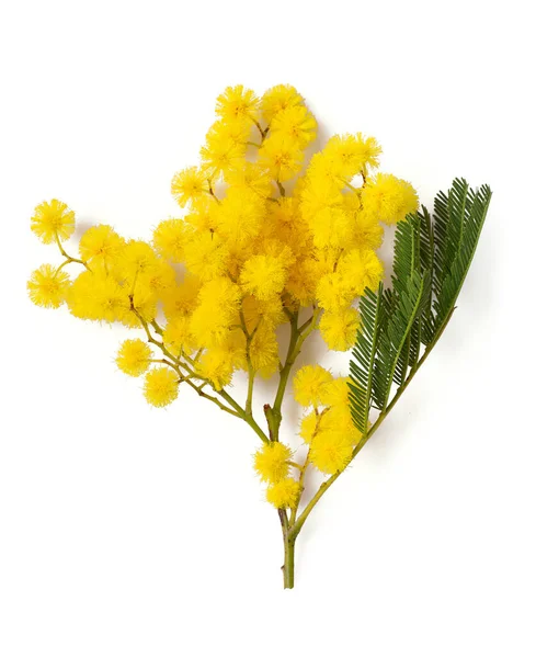 Twig Mimosa Tree Isolated White Background Top View — Stock Photo, Image