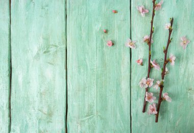 Turkuaz ahşap yüzeyde kiraz çiçekleri
