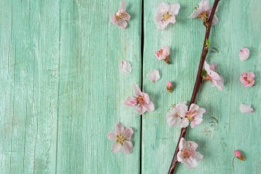 Turkuaz ahşap yüzeyde kiraz çiçekleri