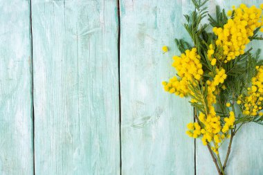 Turkuaz ahşap yüzey üzerinde mimoza ağacı dalı, üst görünüm ve metin için boş alan