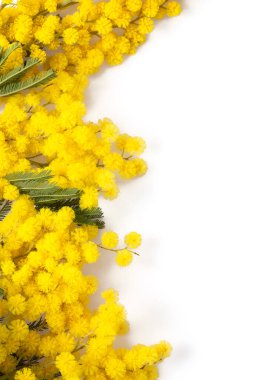 Beyaz arkaplanda izole edilmiş mimoza ağacı dalı