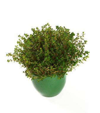 Siyah arka planda izole edilmiş beyaz seramik kaptaki yeşil bitki