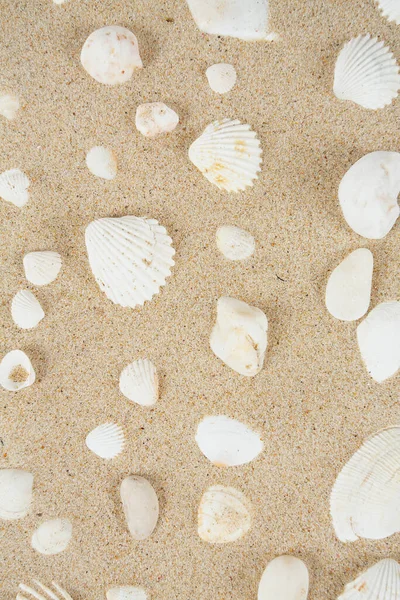 Красивые Раковины Песке Вид Сверху — стоковое фото