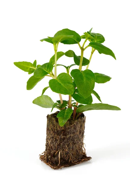 Planta Cultivada Sementes Fúcsia Isolada Sobre Fundo Branco — Fotografia de Stock