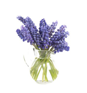 Üzüm sümbülü beyaz arkaplanda izole edildi