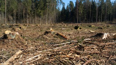 Güneşli bir günde ormanı kes