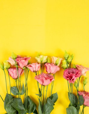 Sarı yüzeyde pembe östoma çiçekleri