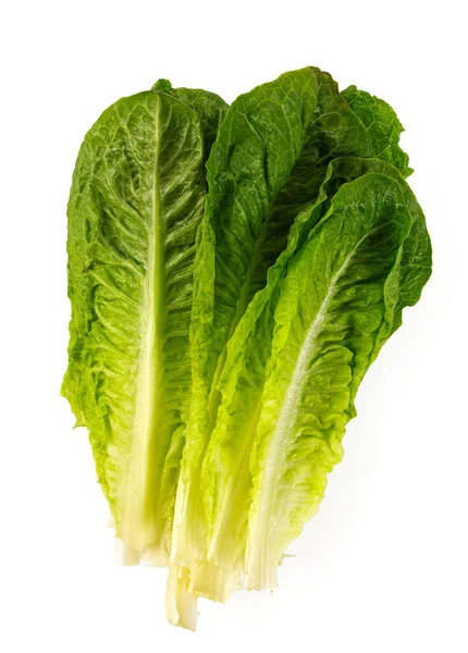 Roman Lettuce Isolated White Background Top View — Stock Photo, Image