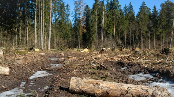 Cut Forest Sunny Day — Stock Photo, Image