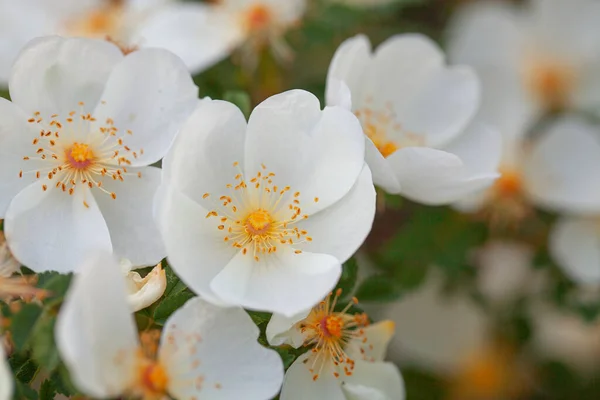 Piękny Biały Krzew Róży Kwitnienia — Zdjęcie stockowe