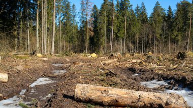 Güneşli bir günde ormanı kes. İlkbaharın başlarında ağaç kesme.