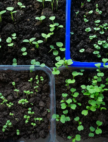 Flower Herbs Sprouts Growing Plastic Boxes Top View — Stock Photo, Image