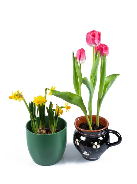 Tulipa Vaso Narciso Isolado Sobre Fundo Branco — Fotografia de Stock