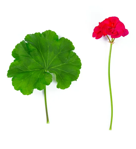 Geranienblatt Und Blume Isoliert Auf Weißem Hintergrund — Stockfoto