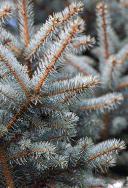 Köknar ağacının mavi iğnesinin resmini kapat