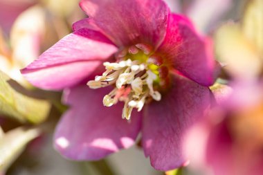 Helleborus çiçeği baharın başlarında yetişir.