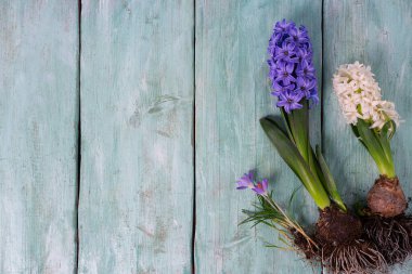 Bahar çiçekleri ahşap yüzey üzerinde