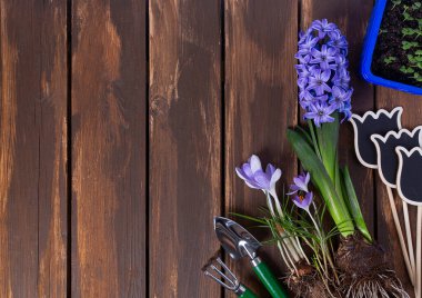 Kahverengi ahşap yüzeyde bahçe araçları ve bahar çiçekleri, metin için boş alan