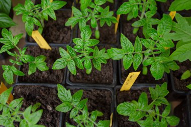 Baharda domates fideleri. Tohumdan domates yetiştirmek. Üst görünüm.