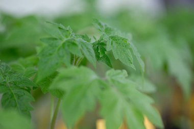 Baharda domates fideleri. Tohumdan domates yetiştirmek. 