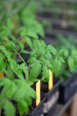 Baharda domates fideleri. Tohumdan domates yetiştirmek. 