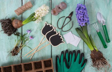 Turkuaz ahşap yüzey üzerinde bahçe aletleri ve bahar çiçekleri, üst manzara