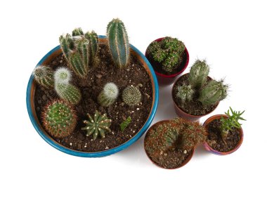 Kaktüs beyaz arkaplanda izole