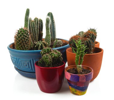 Kaktüs beyaz arkaplanda izole