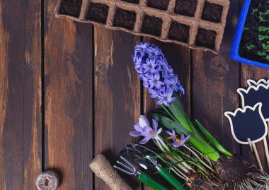 Kahverengi ahşap yüzeyde bahçe aletleri ve bahar çiçekleri