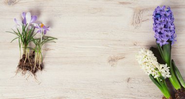 beyaz tahta üzerinde crocus ve sümbül çiçekleri, üst görünüm ve boş boşluk metin için