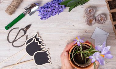 Bahçe aletleri ve elleri beyaz ahşap yüzeyde saksı tutuyor.