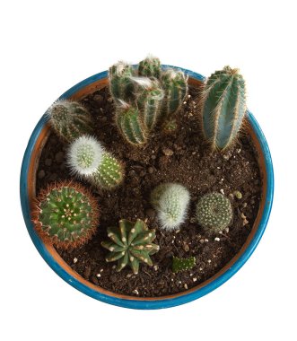 Kaktüs beyaz arkaplanda izole