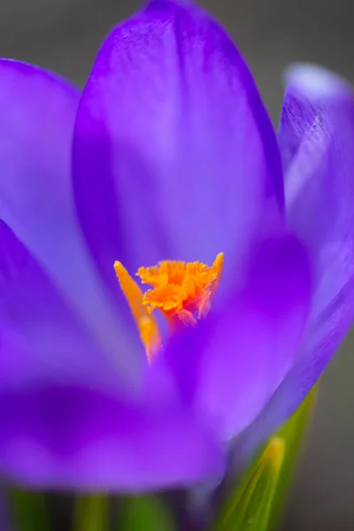 Crocus Flowers Growing Spring Garden — Stock Photo, Image