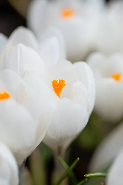 Weiße Krokusblüten Frühlingsgarten — Stockfoto