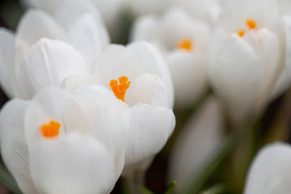 Weiße Krokusblüten Frühlingsgarten Nahaufnahme — Stockfoto