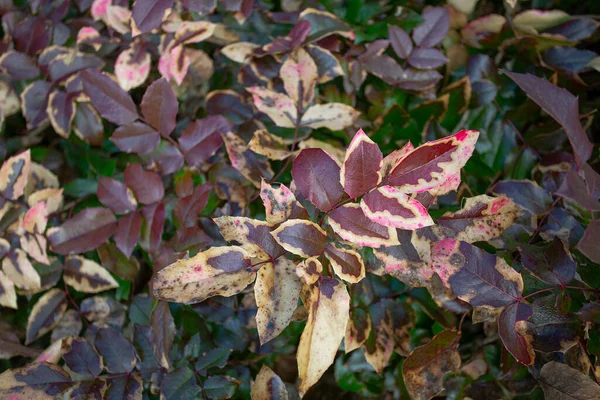 Mahonia Aquifolium Early Spring — ストック写真