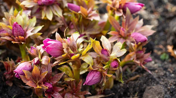 Цветки Гелебора Растущие Ранней Весной — стоковое фото