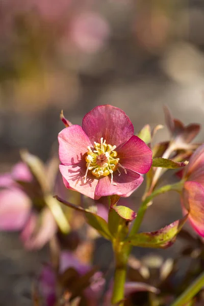 Helleborus Flor Crescendo Início Primavera — Fotografia de Stock