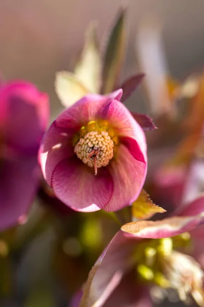 Helleborus Flor Crescendo Início Primavera — Fotografia de Stock