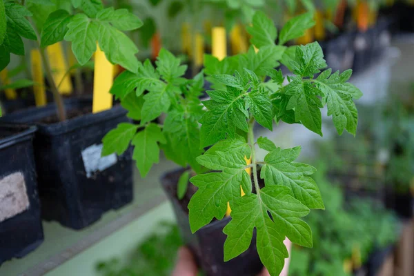 Baharda domates fideleri. Tohumdan domates yetiştirmek. 