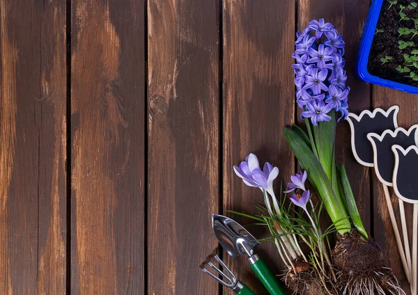 Kahverengi ahşap yüzeyde bahçe araçları ve bahar çiçekleri, metin için boş alan