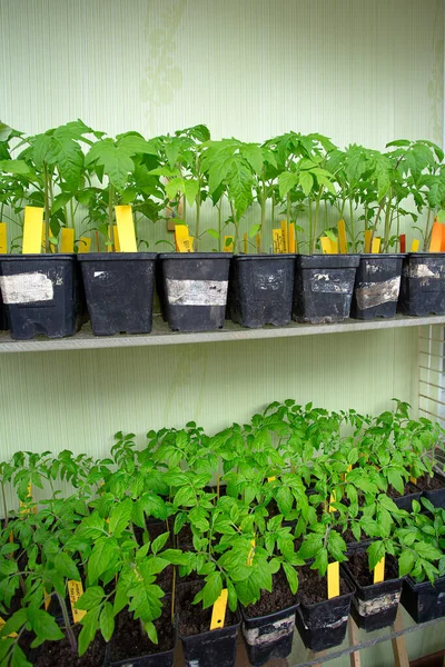 Tomato Seedlings Spring Growing Tomatoes Seed — Stock Photo, Image