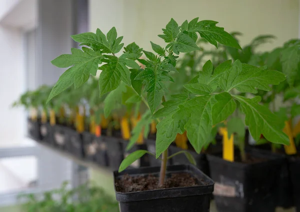 Plántulas Tomate Primavera Cultivar Tomates Una Semilla — Foto de Stock