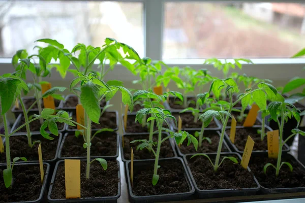 Plántulas Tomate Primavera Cultivar Tomates Una Semilla — Foto de Stock