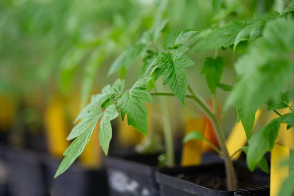 Tomato Seedlings Spring Growing Tomatoes Seed — Stock Photo, Image