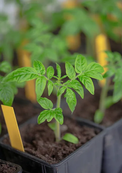 Tomato Seedlings Spring Growing Tomatoes Seed — Stock Photo, Image