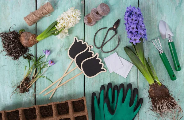 Turkuaz ahşap yüzey üzerinde bahçe aletleri ve bahar çiçekleri, üst manzara
