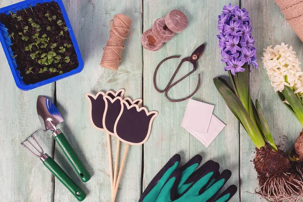 Turkuaz ahşap yüzey üzerinde bahçe aletleri ve bahar çiçekleri, üst manzara