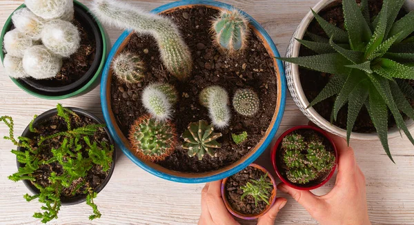 Cactus Manos Sosteniendo Macetas Sobre Fondo Madera Blanco Vista Superior — Foto de Stock