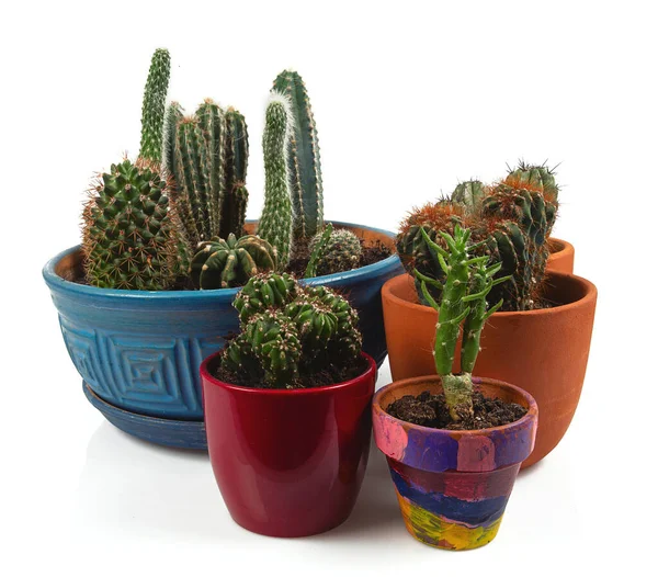 Kaktüs beyaz arkaplanda izole